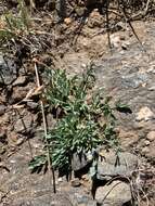 Image of Greenman's biscuitroot