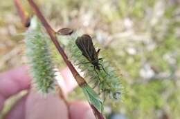 Imagem de Empis borealis Linnaeus 1758