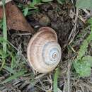 Image of Milk snail