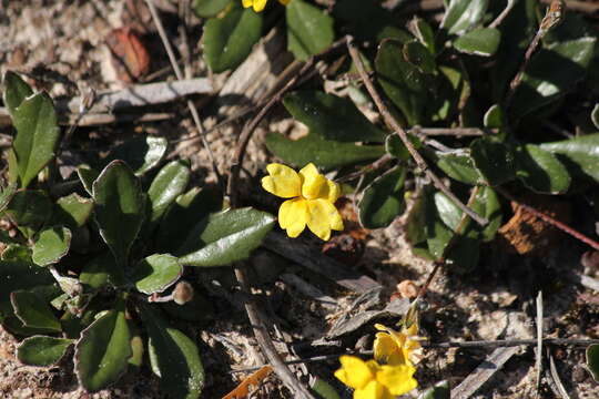 Image of Goodenia blackiana R. C. Carolin