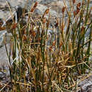 Marsippospermum gracile (Hook. fil.) Buch.的圖片