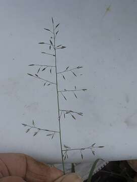 Image of Australian lovegrass