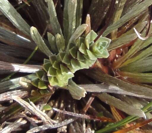 Imagem de Forstera sedifolia Forst. fil.