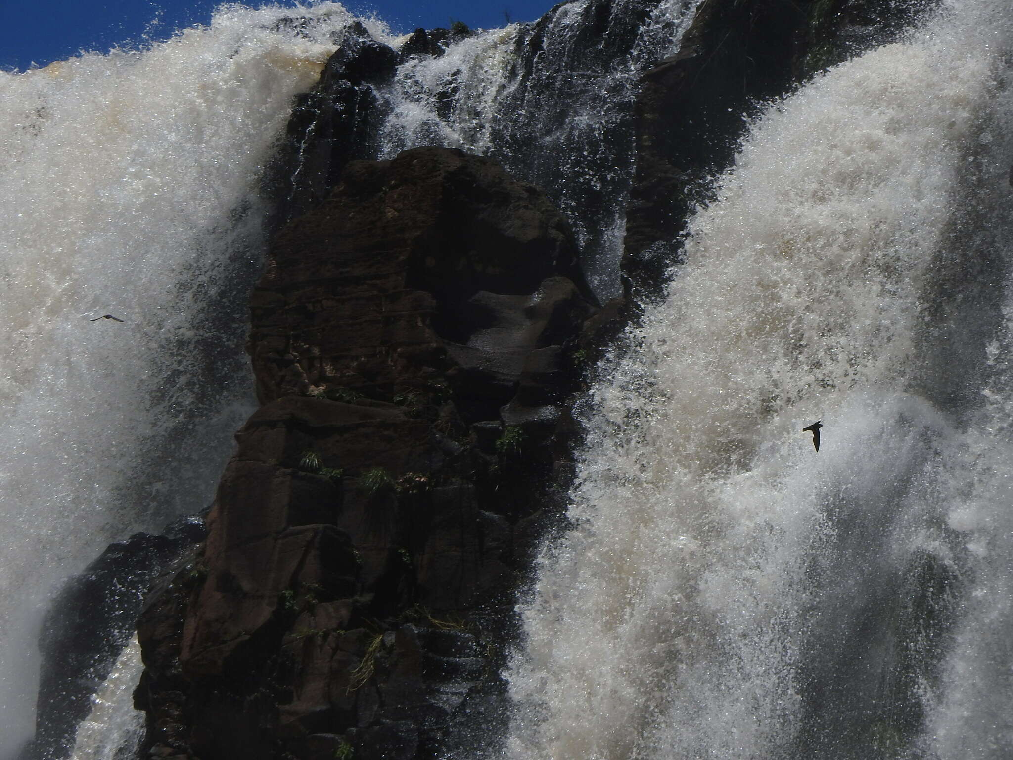 Image of Great Dusky Swift