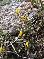 Image of yellow whitlow-grass