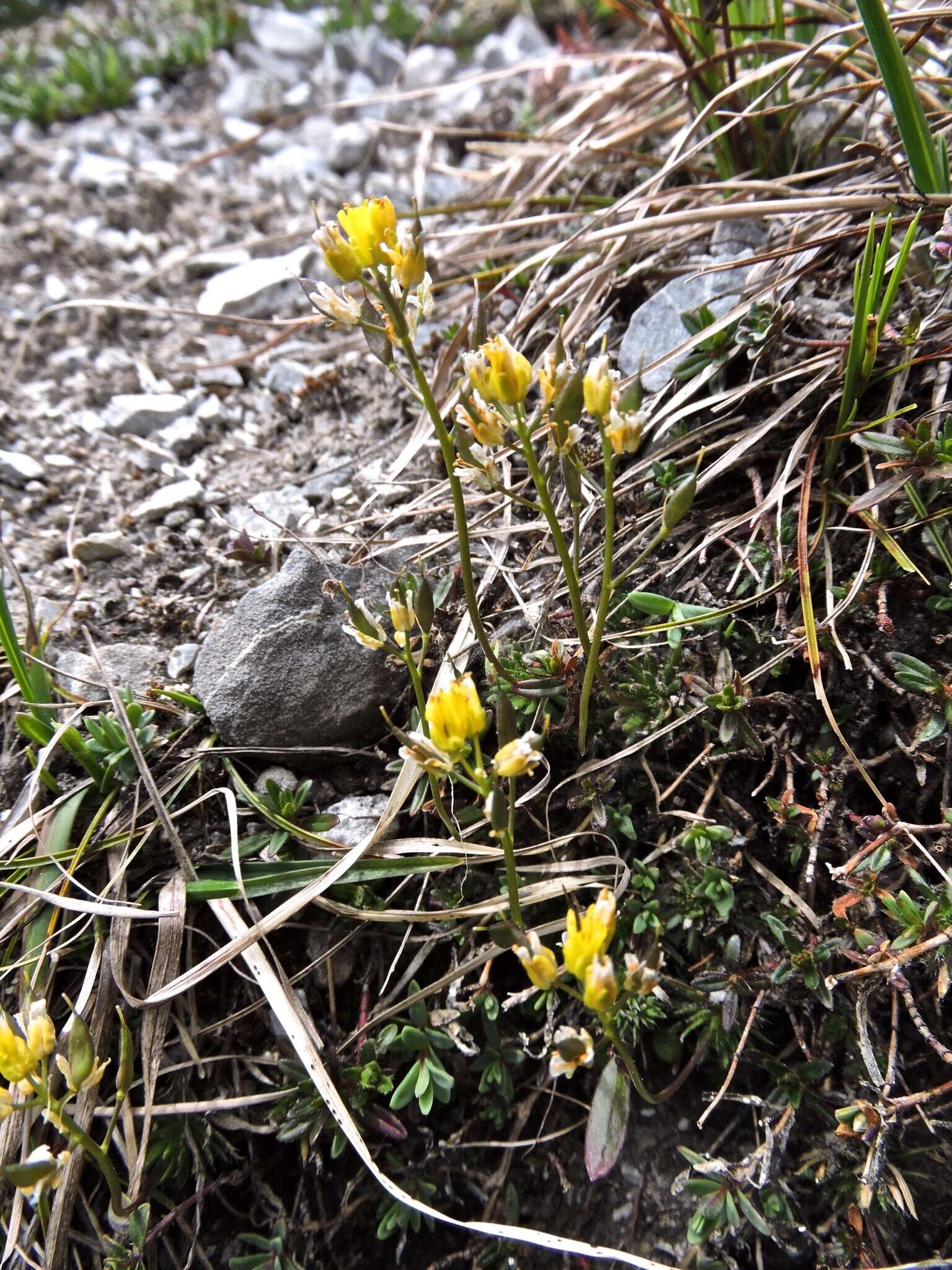 Image of yellow whitlow-grass