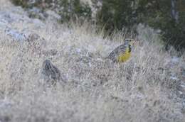 Image of Meadowlark