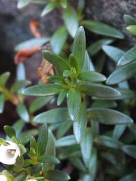 Image of Veronica colostylis Garn.-Jones