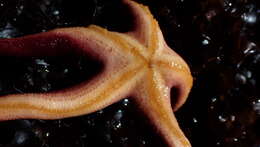 Image of Blood star