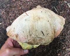 Image of Butyriboletus abieticola (Thiers) D. Arora & J. L. Frank 2014