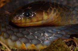 Image of Western Forest Centipede-eater