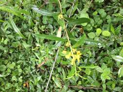 Image of Heimia montana (Griseb.) Lillo