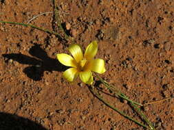 Image of Romulea tortuosa subsp. aurea (Klatt) M. P. de Vos