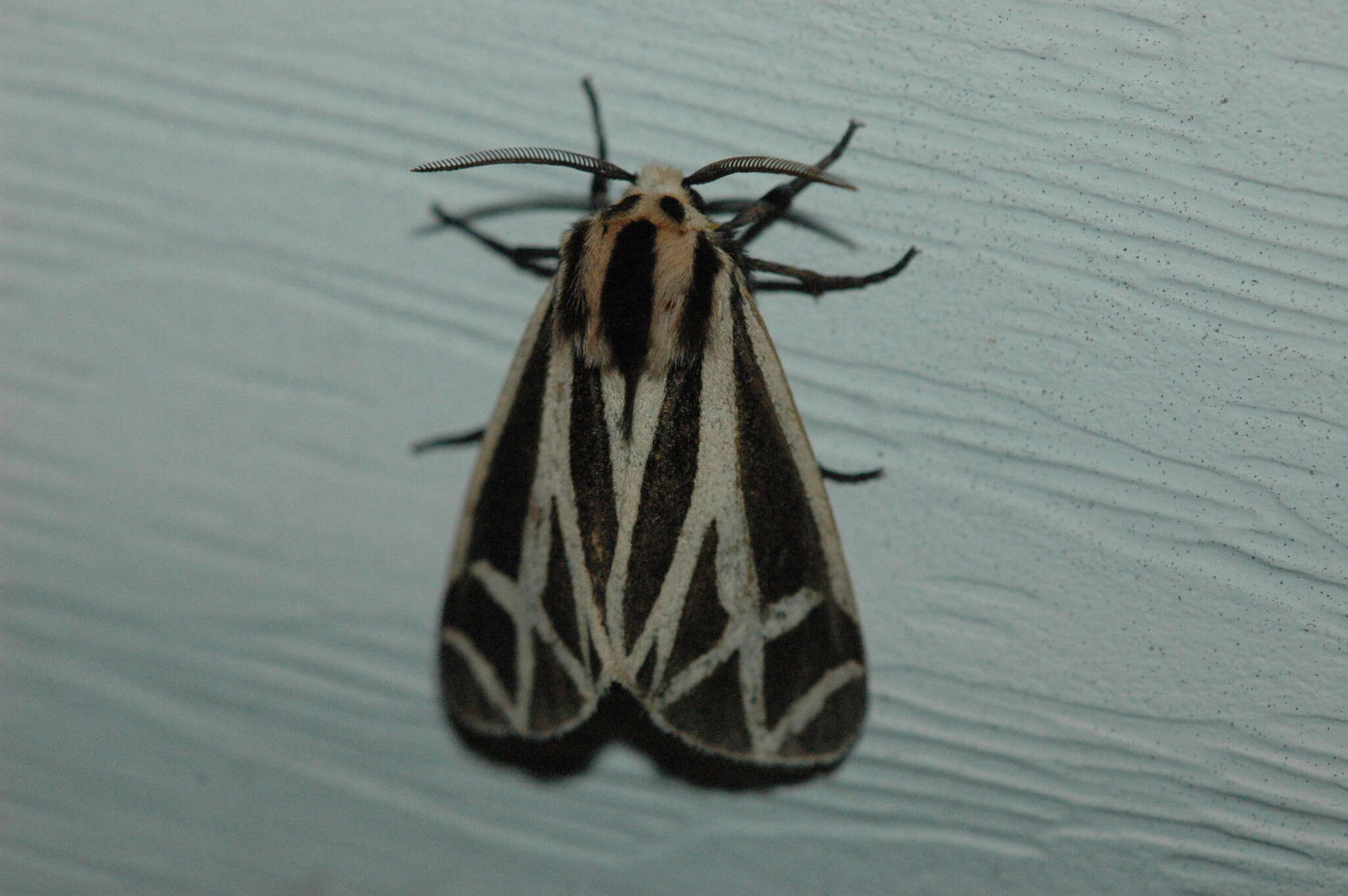 Image of Harnessed Tiger Moth