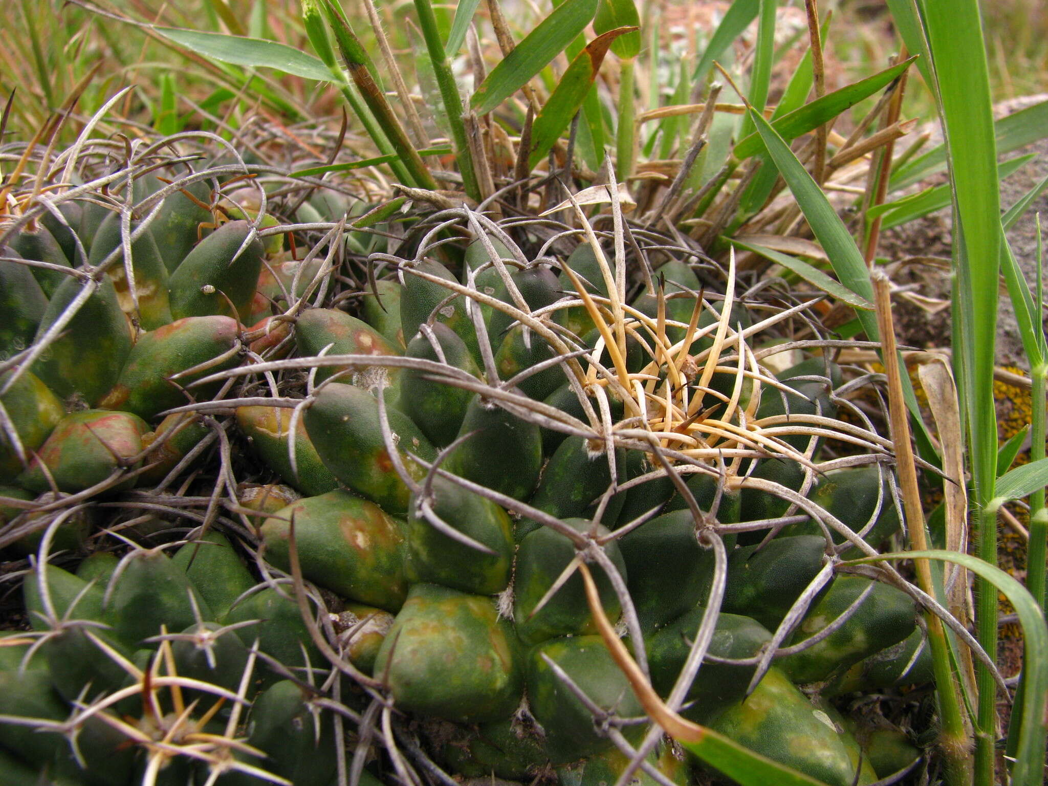 Plancia ëd Mammillaria magnimamma Haw.