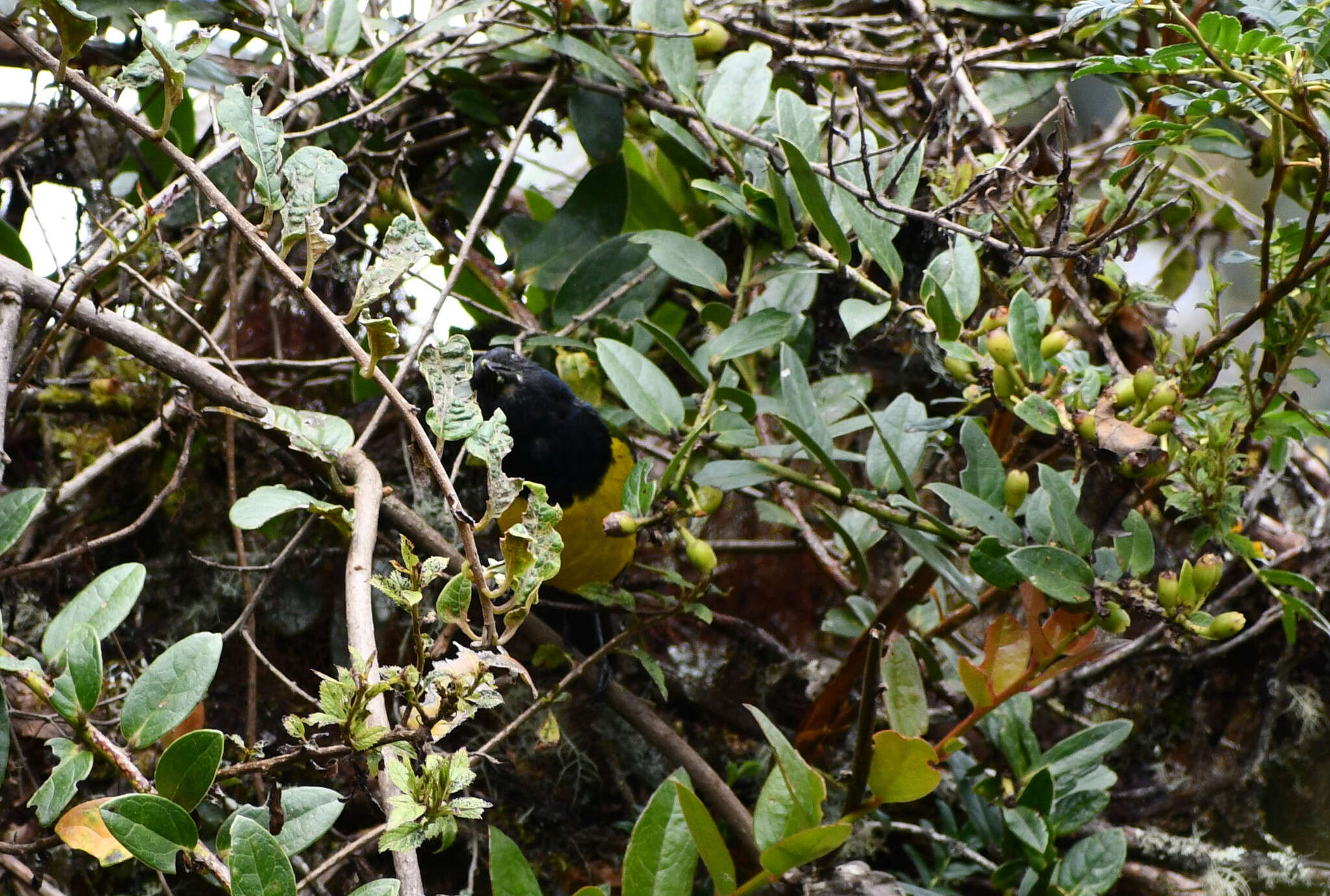 Image of Black-chested Mountain Tanager