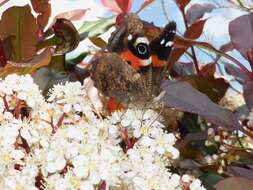 Image of Vanessa gonerilla gonerilla