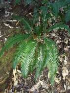 Image of Austroblechnum norfolkianum (Heward) Gasper & V. A. O. Dittrich