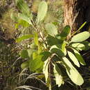 Image of Buchanania obovata Engl.