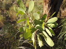 Image of Buchanania obovata Engl.