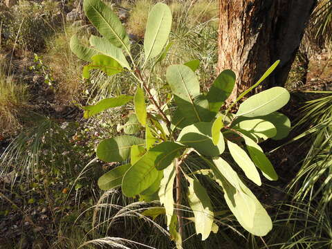 Image de Buchanania obovata Engl.