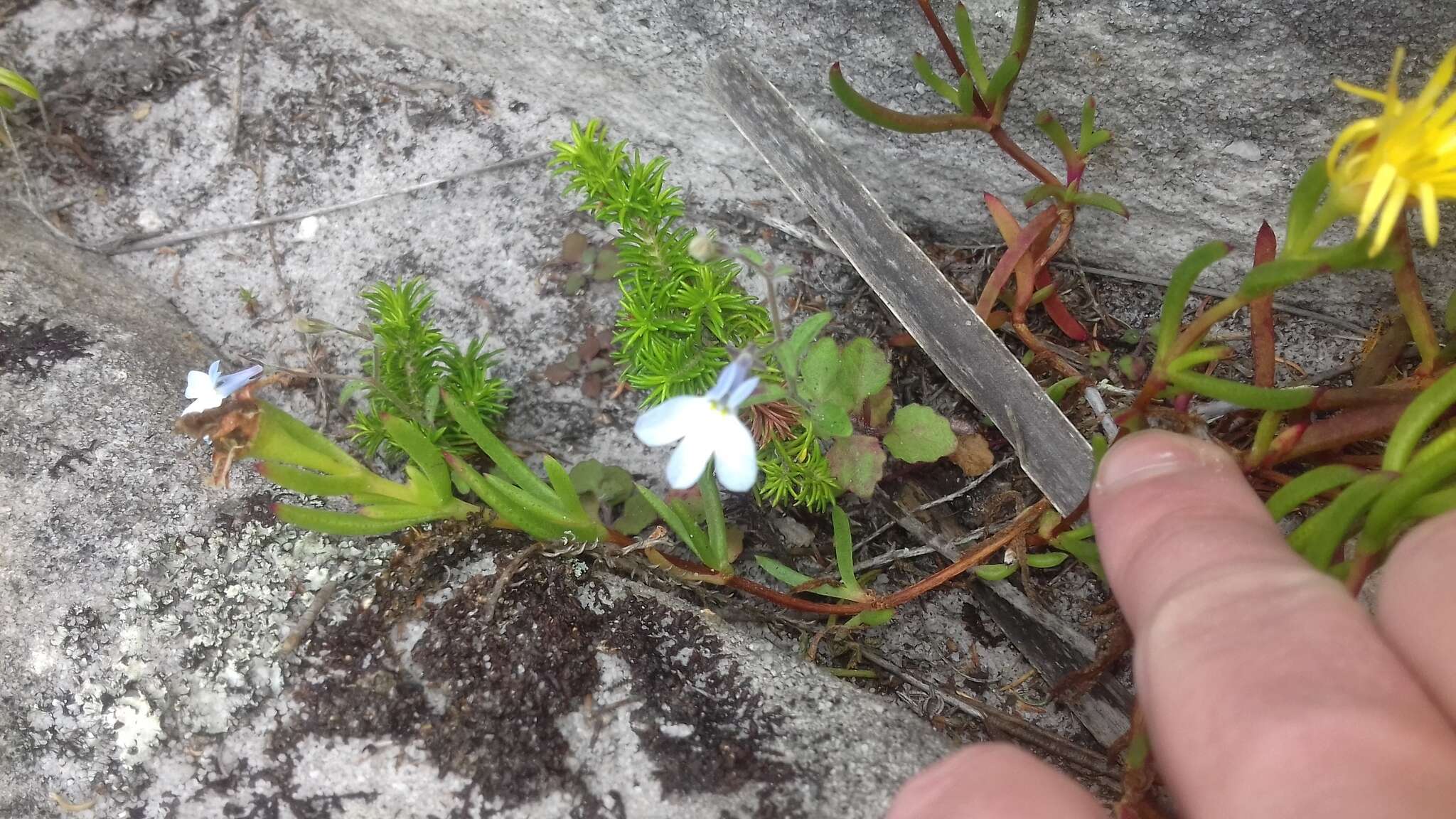 Image of Lobelia boivinii Sond.