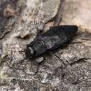 Image of Black Fire Beetle