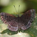 Image of Anius Metalmark