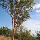 Image of Eucalyptus bigalerita F. Müll.