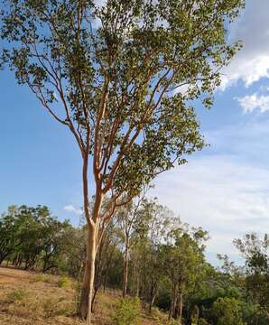 Слика од Eucalyptus bigalerita F. Müll.