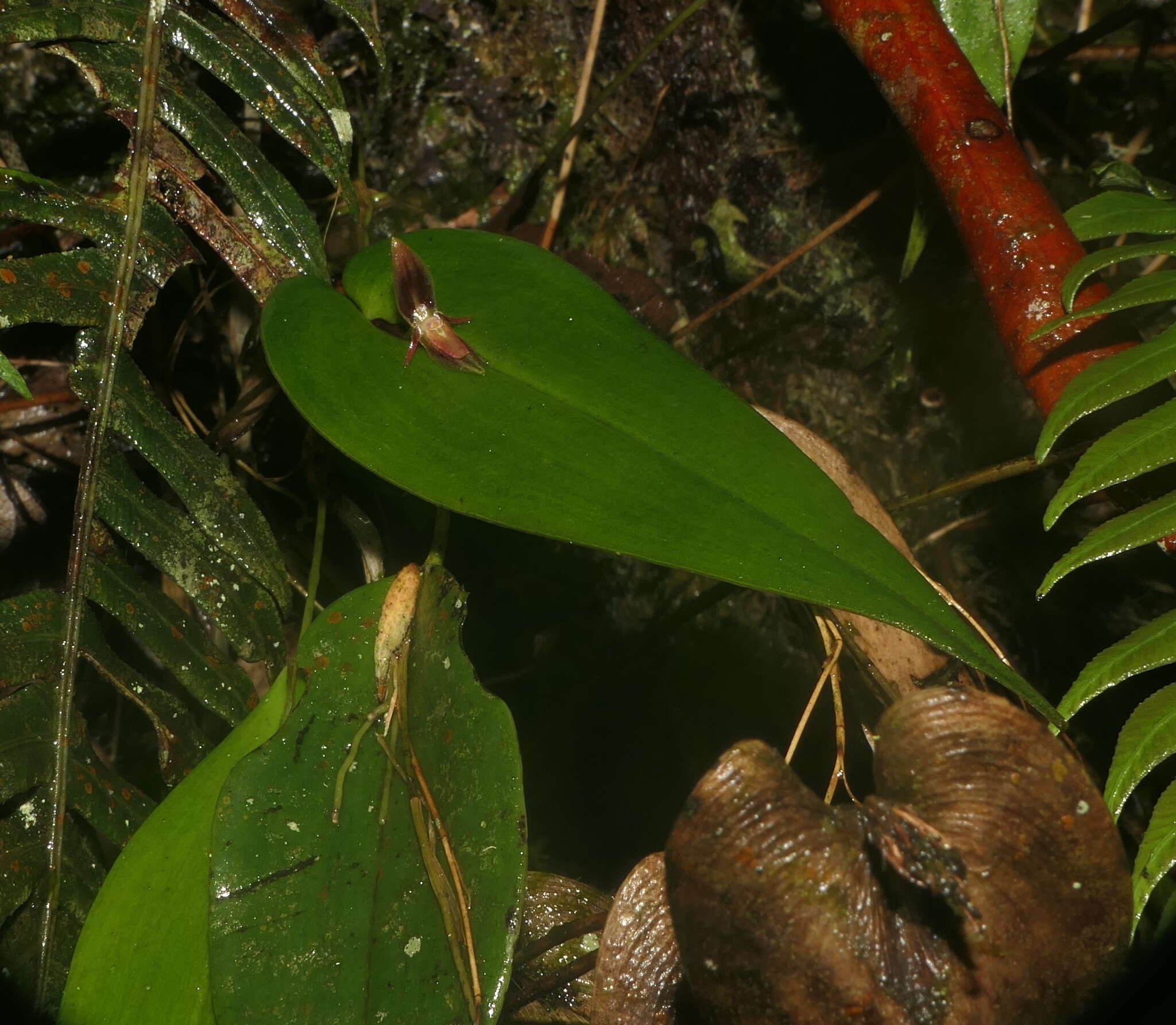 Image of Pleurothallis coriacardia Rchb. fil.