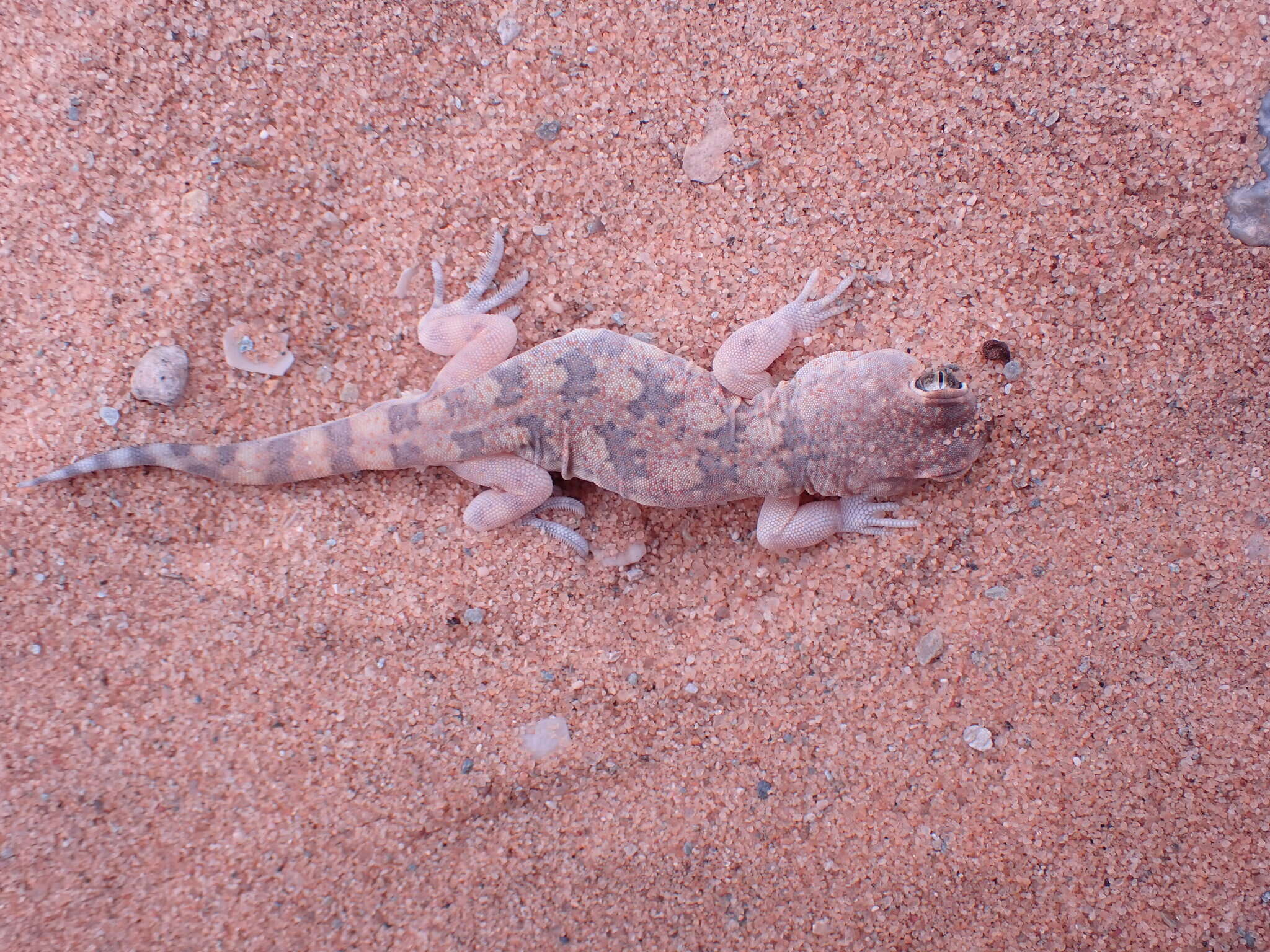 Слика од Ptenopus garrulus maculatus Gray 1866