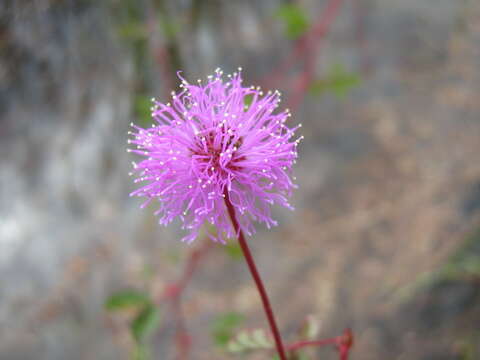 Imagem de Mimosa skinneri Benth.