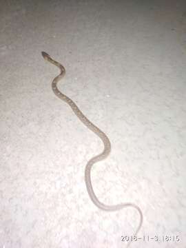 Image of Common Wolf Snake