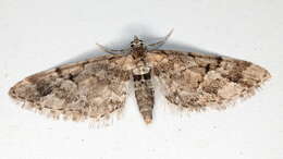 Image of lanceolate-winged pug