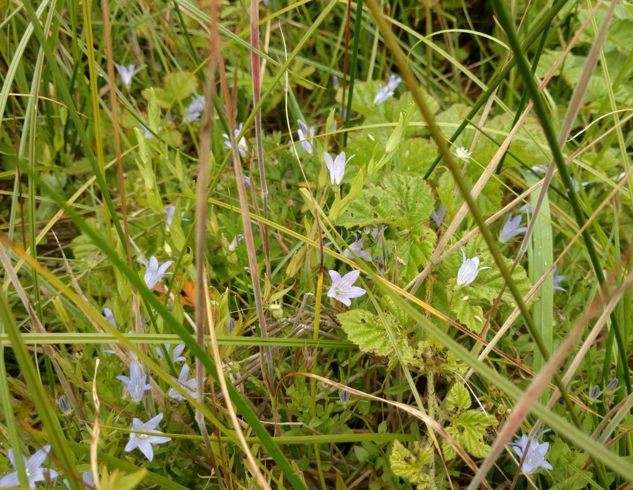 Campanula californica (Kellogg) A. Heller resmi