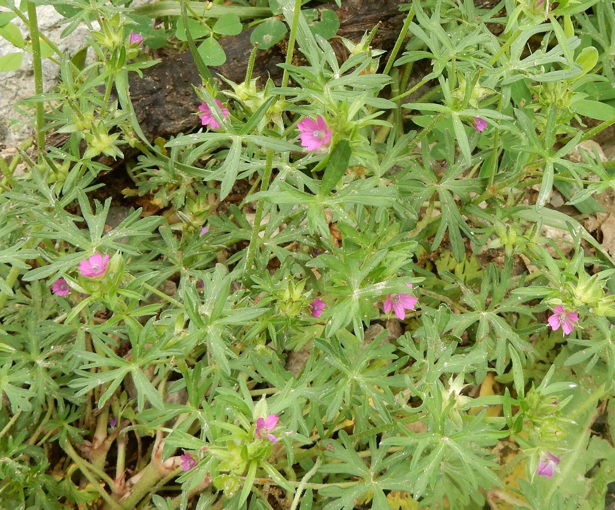 Plancia ëd Geranium dissectum L.