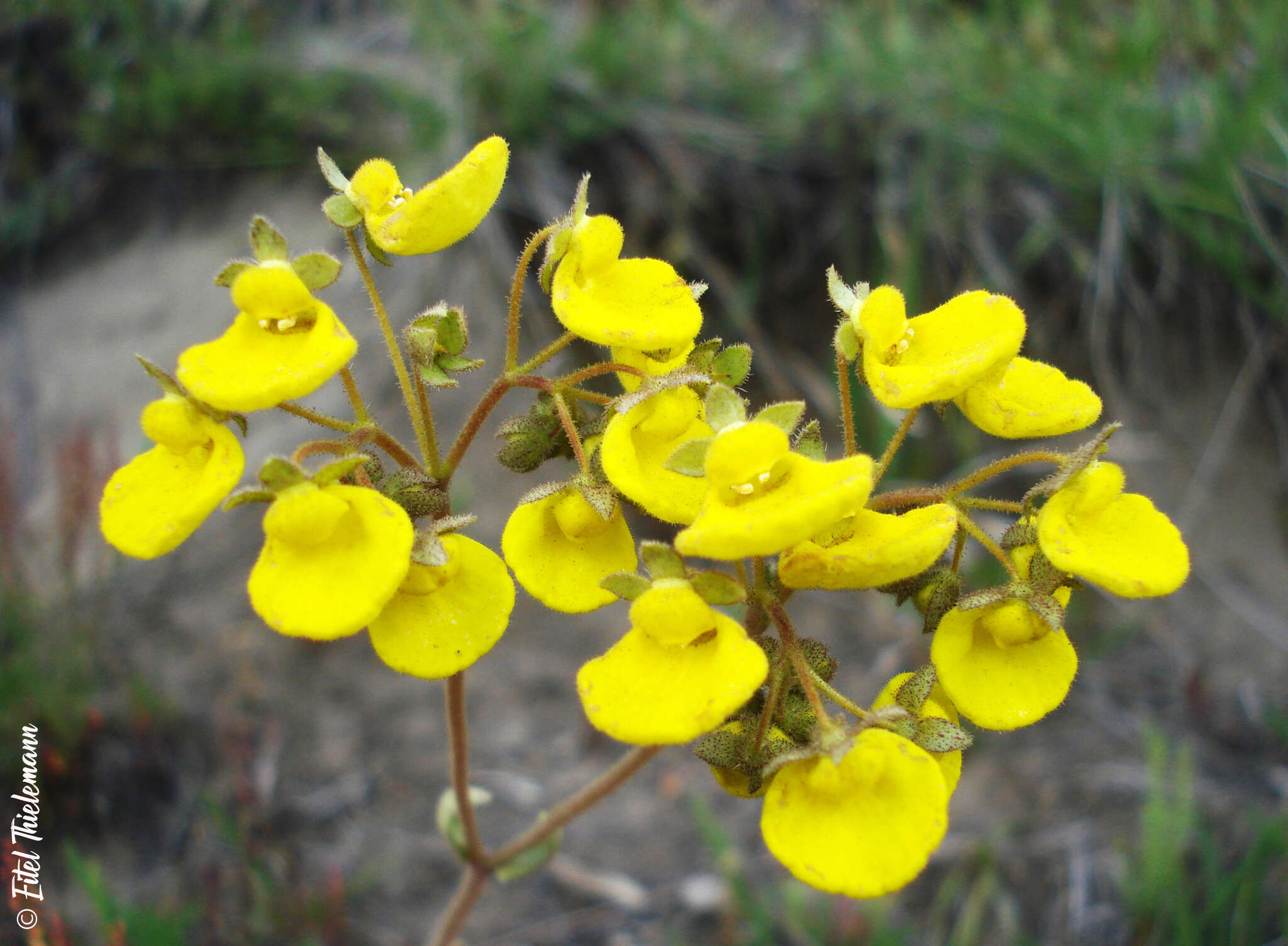 Image of Calceolaria valdiviana Phil.