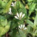 Image of toothed spiderflower