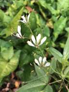 Image of toothed spiderflower