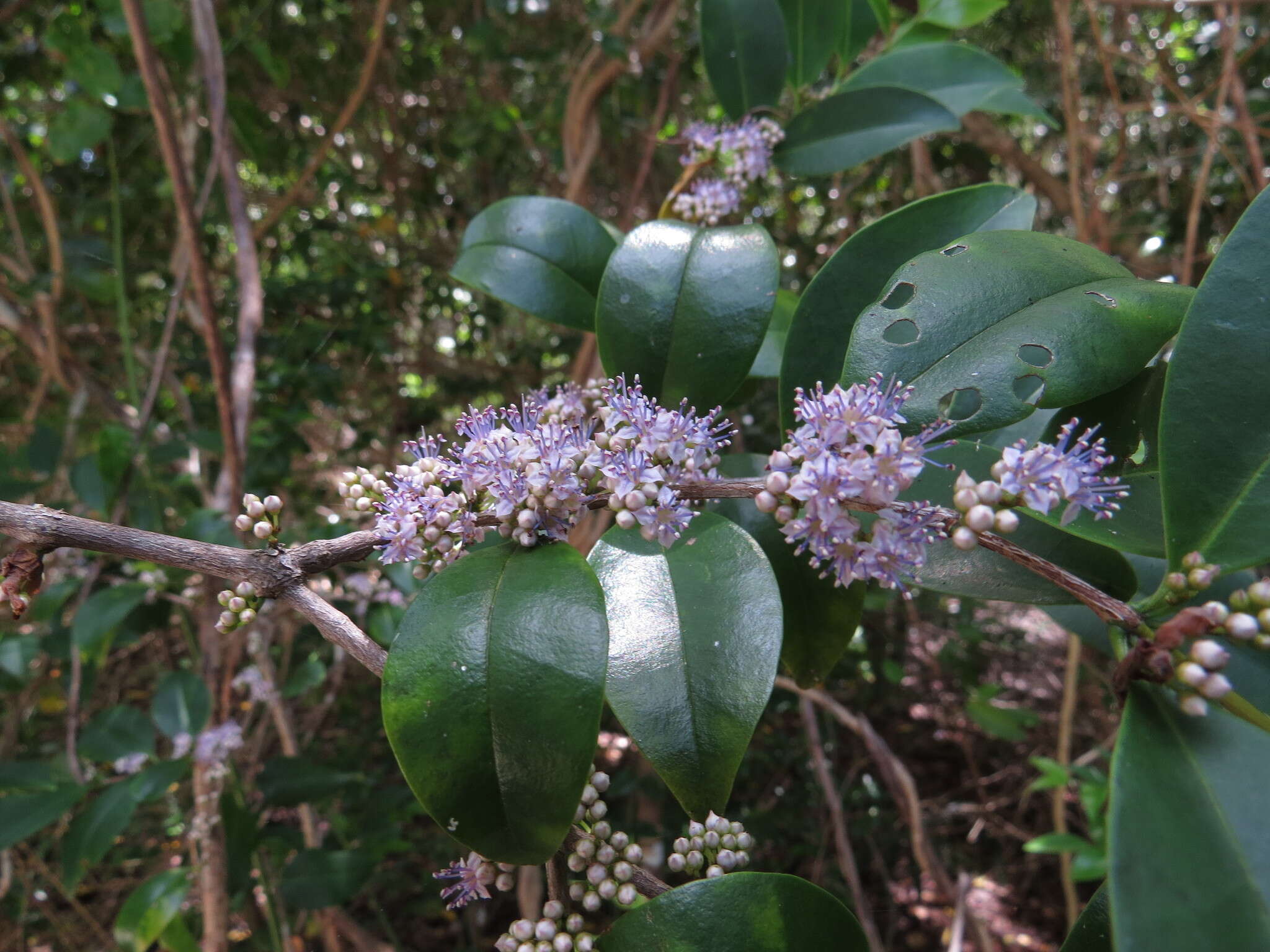 Слика од Memecylon pauciflorum Bl.