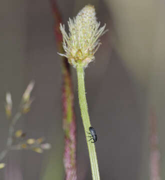 Mecinus pyraster (Herbst & J. F. W. 1795) resmi