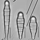 Слика од <i>Meridion constrictum</i>