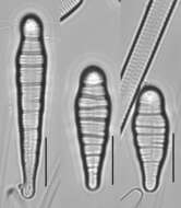 <i>Meridion constrictum</i> resmi