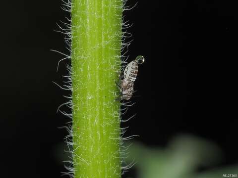 Imagem de Pissonotus flabellatus (Ball 1903)