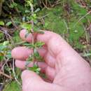 Image of Coprosma cuneata Hook. fil.