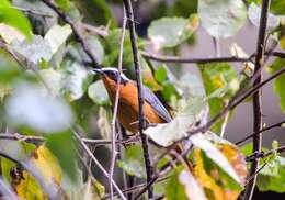 Image of Heuglin's Robin