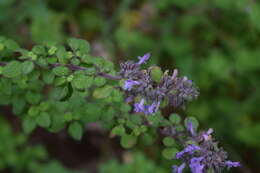 Image of Hedeoma palmeri Hemsl.