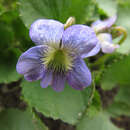 Imagem de Viola cucullata Ait.