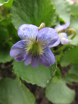 Image of Marsh Blue Violet